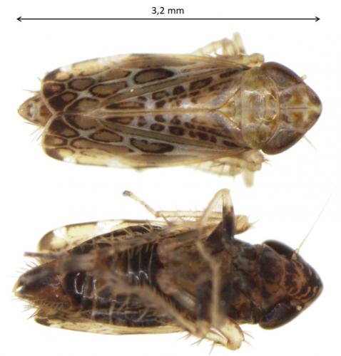 Errastunus ocellaris